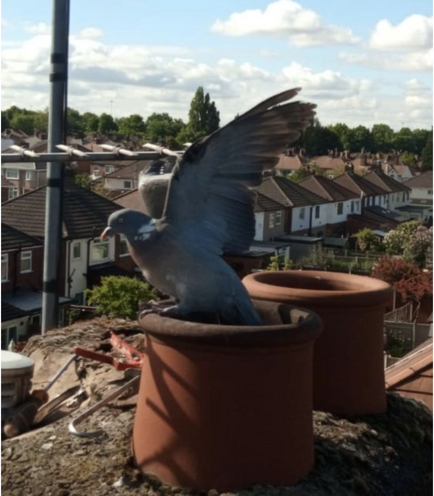 Removing birds with chimney sweep