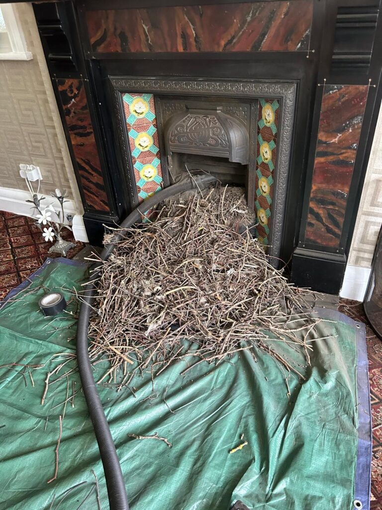 nest removal in formby